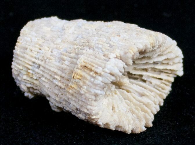 Fossil Coral Colony (Thecosmilia) - Jurassic #9668